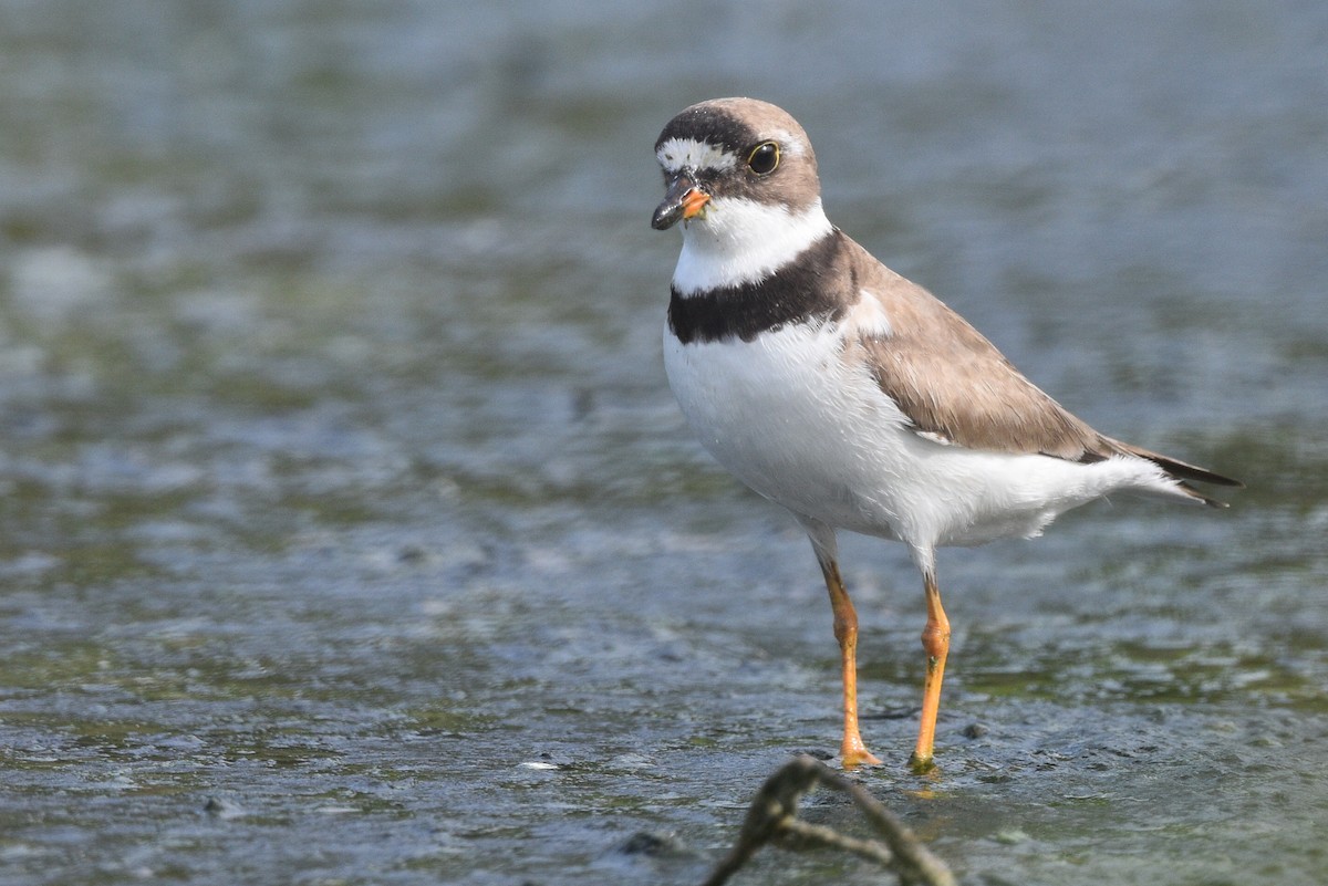 Semipalmated Plover - ML476056321
