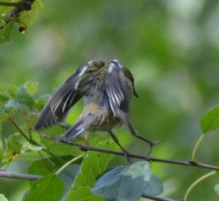 Cape May Warbler - ML476056471