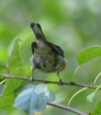 Cape May Warbler - ML476056511