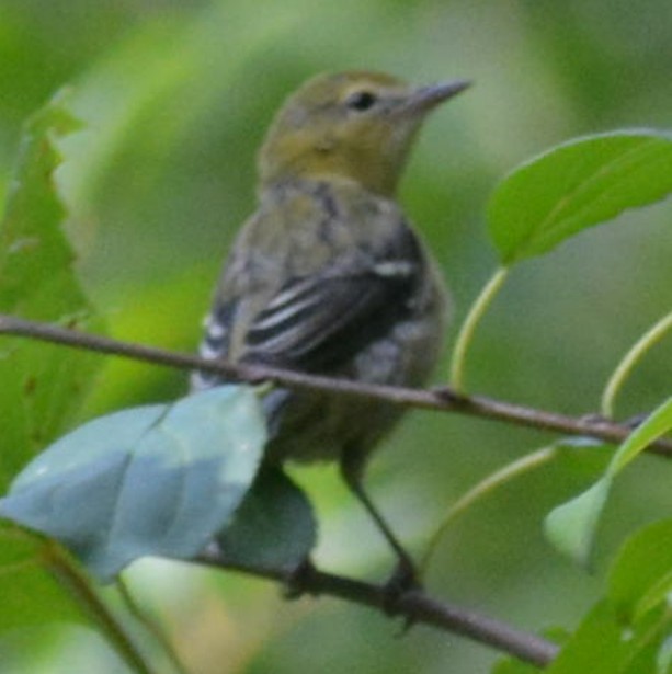 Cape May Warbler - John E