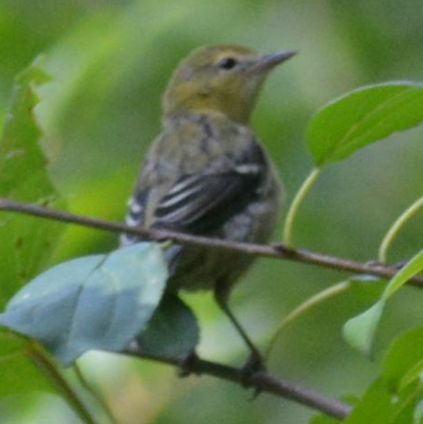 Cape May Warbler - ML476056521