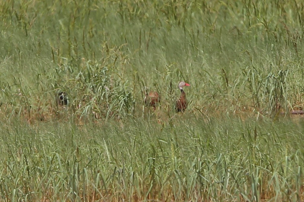 Black-bellied Whistling-Duck - ML476056701