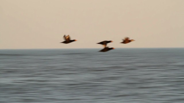 Black Scoter - ML476057