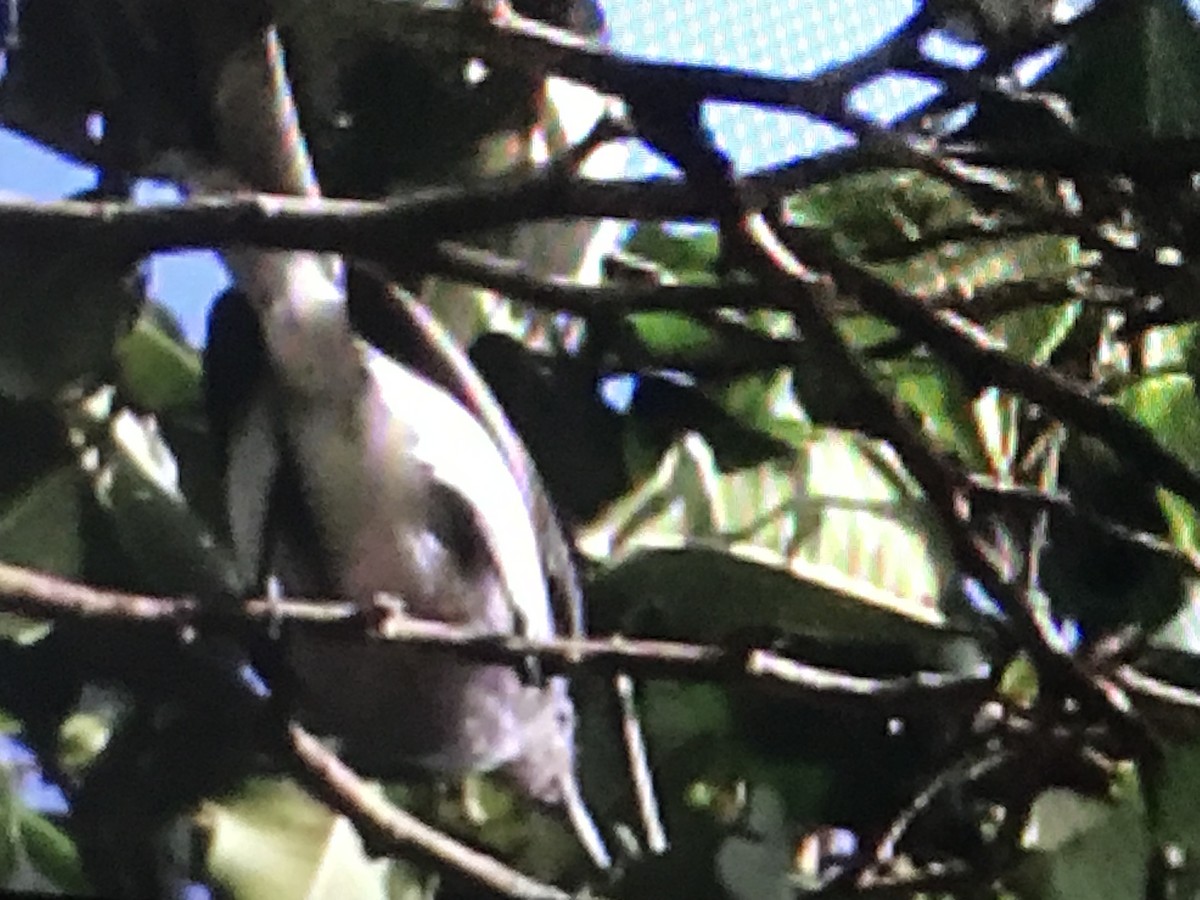 Inambari Gnatcatcher - ML476057751