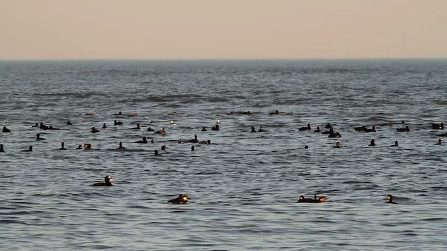 Black Scoter - ML476058