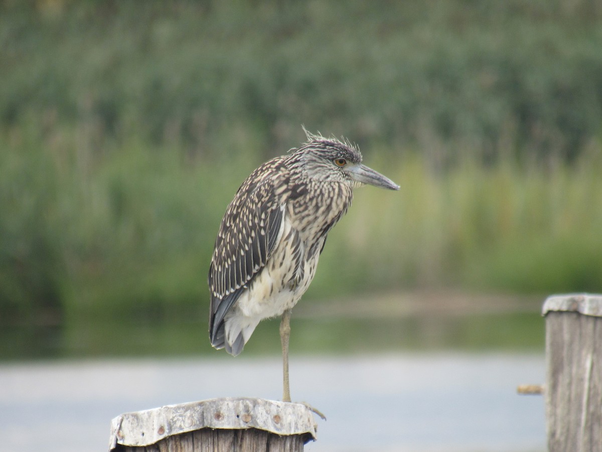 Yellow-crowned Night Heron - ML476058991