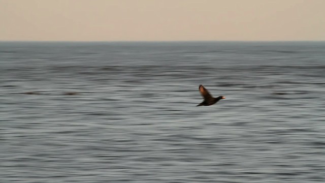 Black Scoter - ML476059