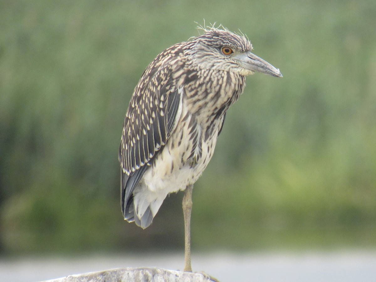Yellow-crowned Night Heron - ML476059001