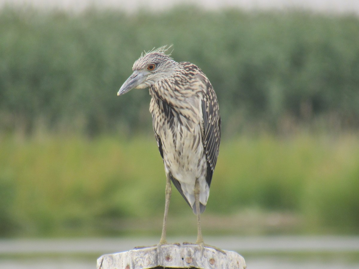 Yellow-crowned Night Heron - ML476059051