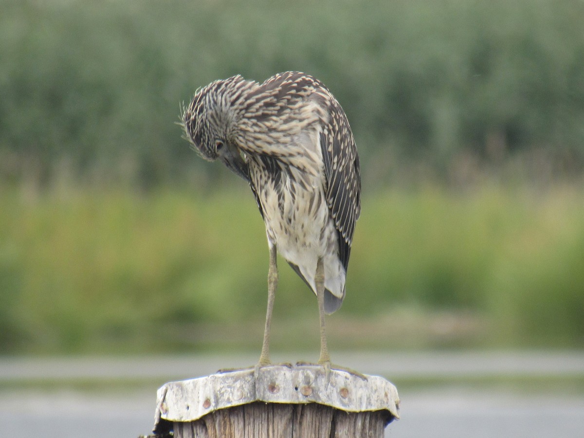 Yellow-crowned Night Heron - ML476059061