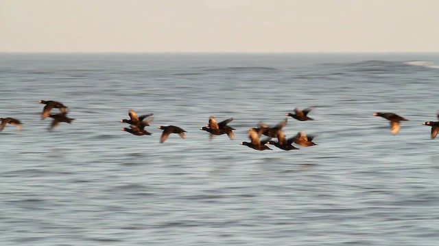 Black Scoter - ML476060