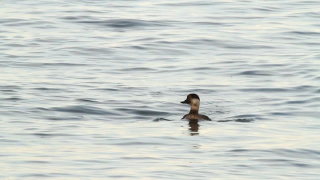 Black Scoter - ML476061