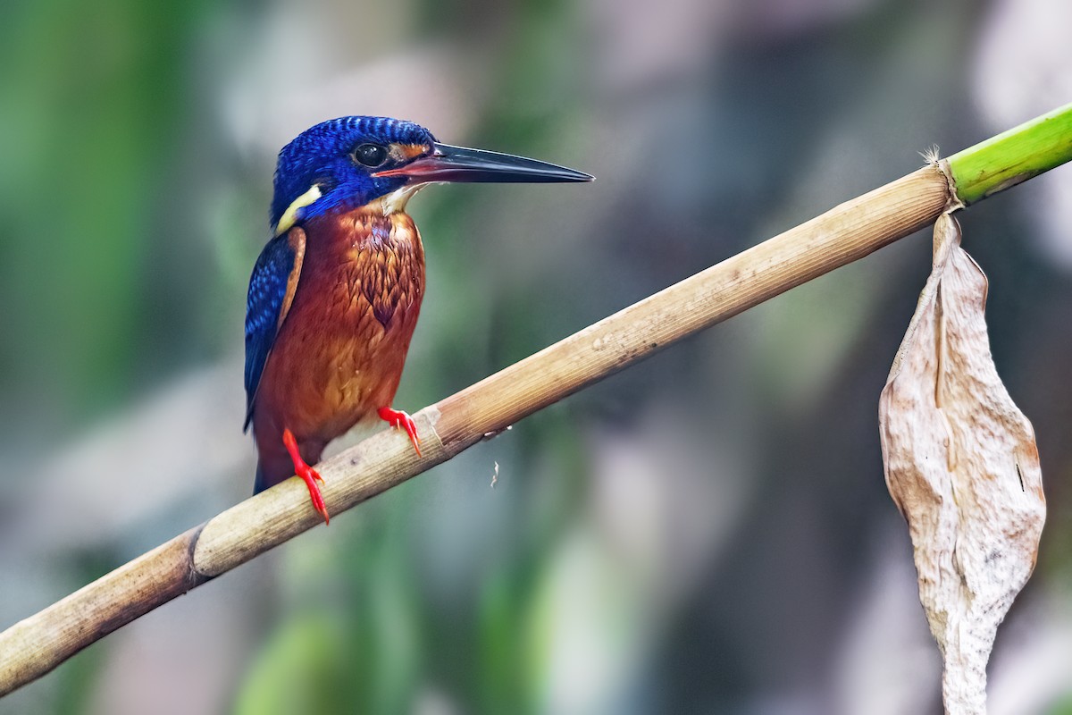 Blue-eared Kingfisher - ML476062091