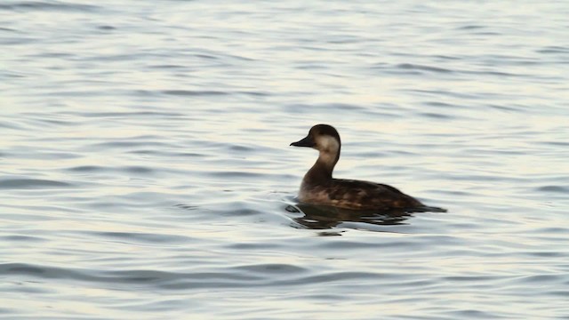 Black Scoter - ML476063