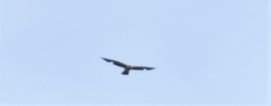 Mississippi Kite - James Hirtle