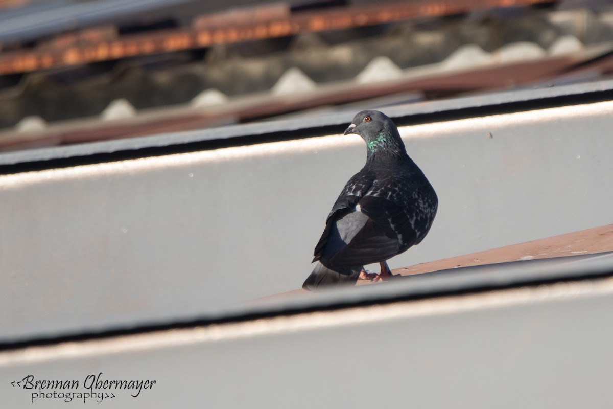Rock Pigeon (Feral Pigeon) - Brennan Obermayer