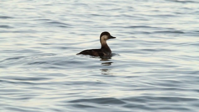 Black Scoter - ML476064