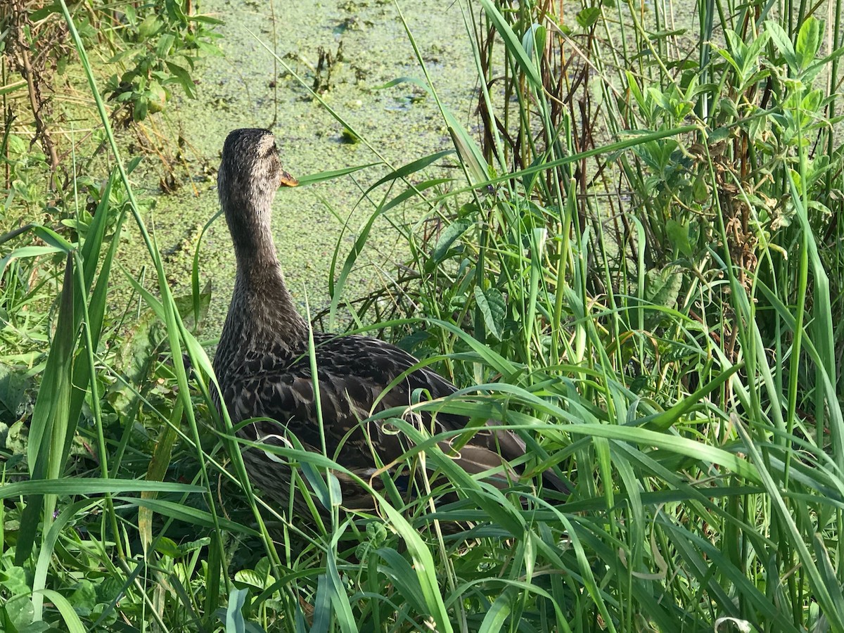 Canard colvert - ML476065071