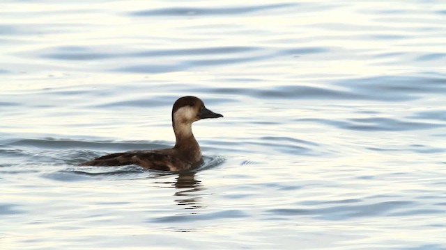 Black Scoter - ML476066