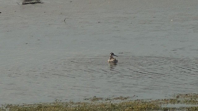 Phalarope à bec étroit - ML476066351