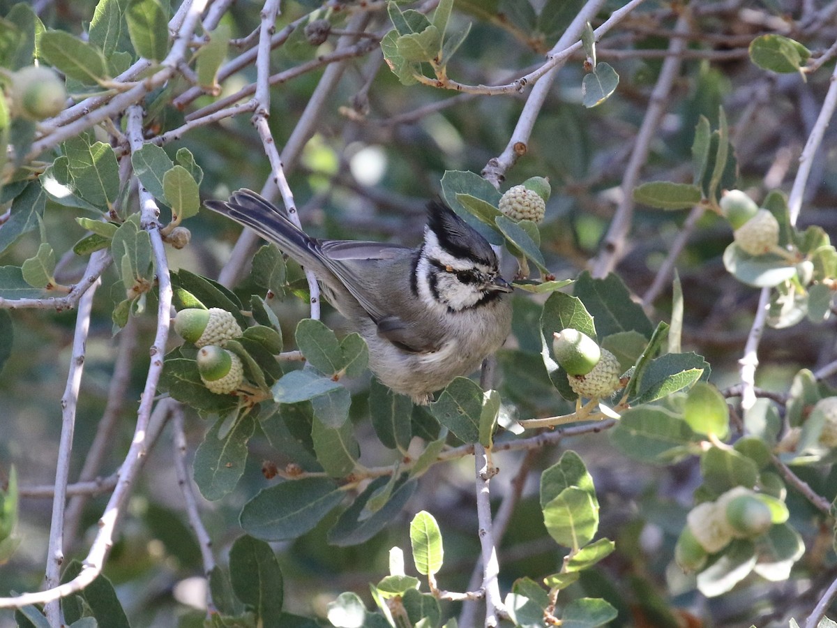 Bridled Titmouse - ML476066881