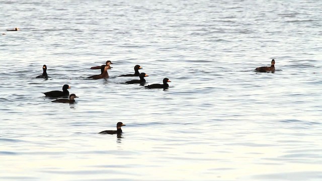 Black Scoter - ML476067