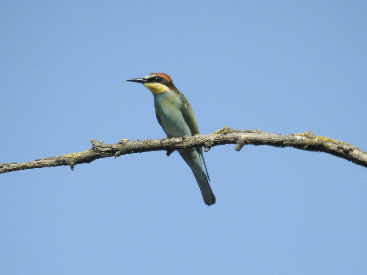 European Bee-eater - ML476067021