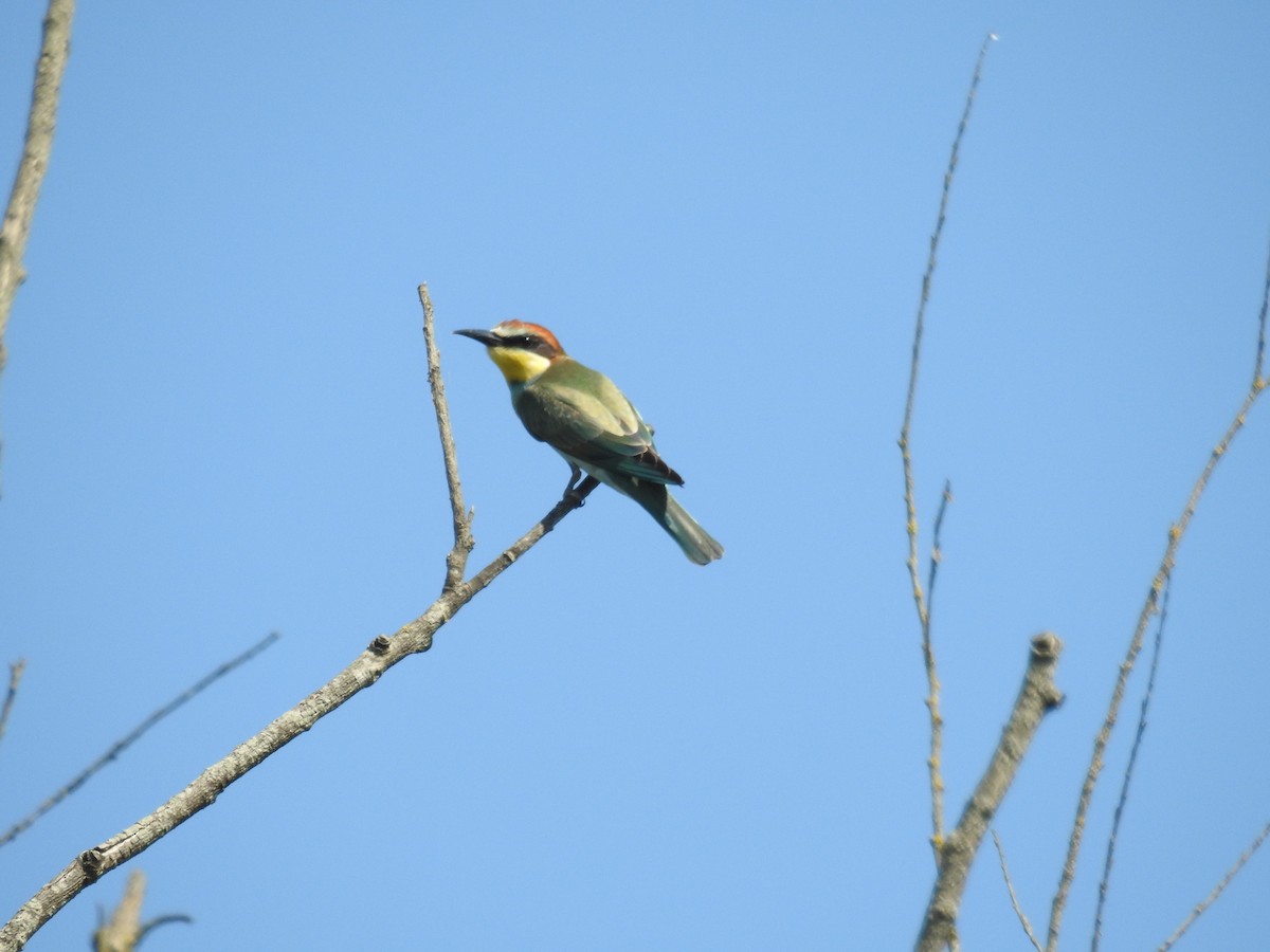 European Bee-eater - ML476067041