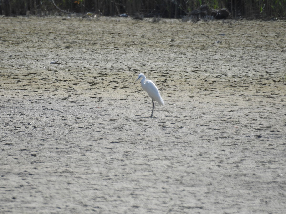 Little Egret - ML476067111