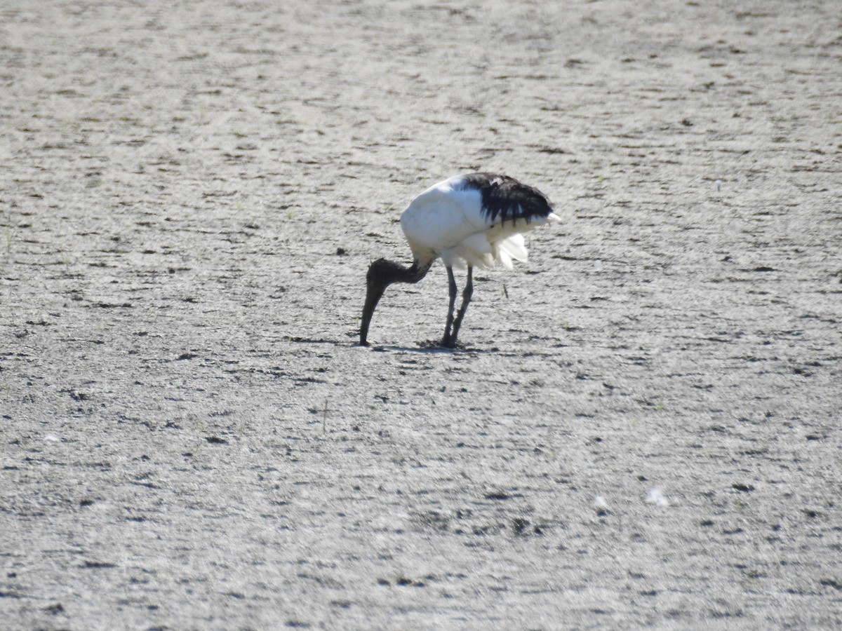 Ibis sacré - ML476067171