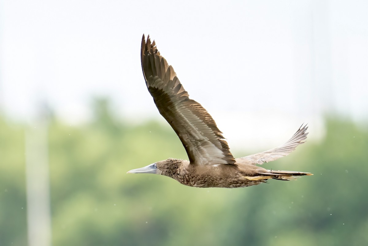 Brown Booby - Jerry Vanbebber