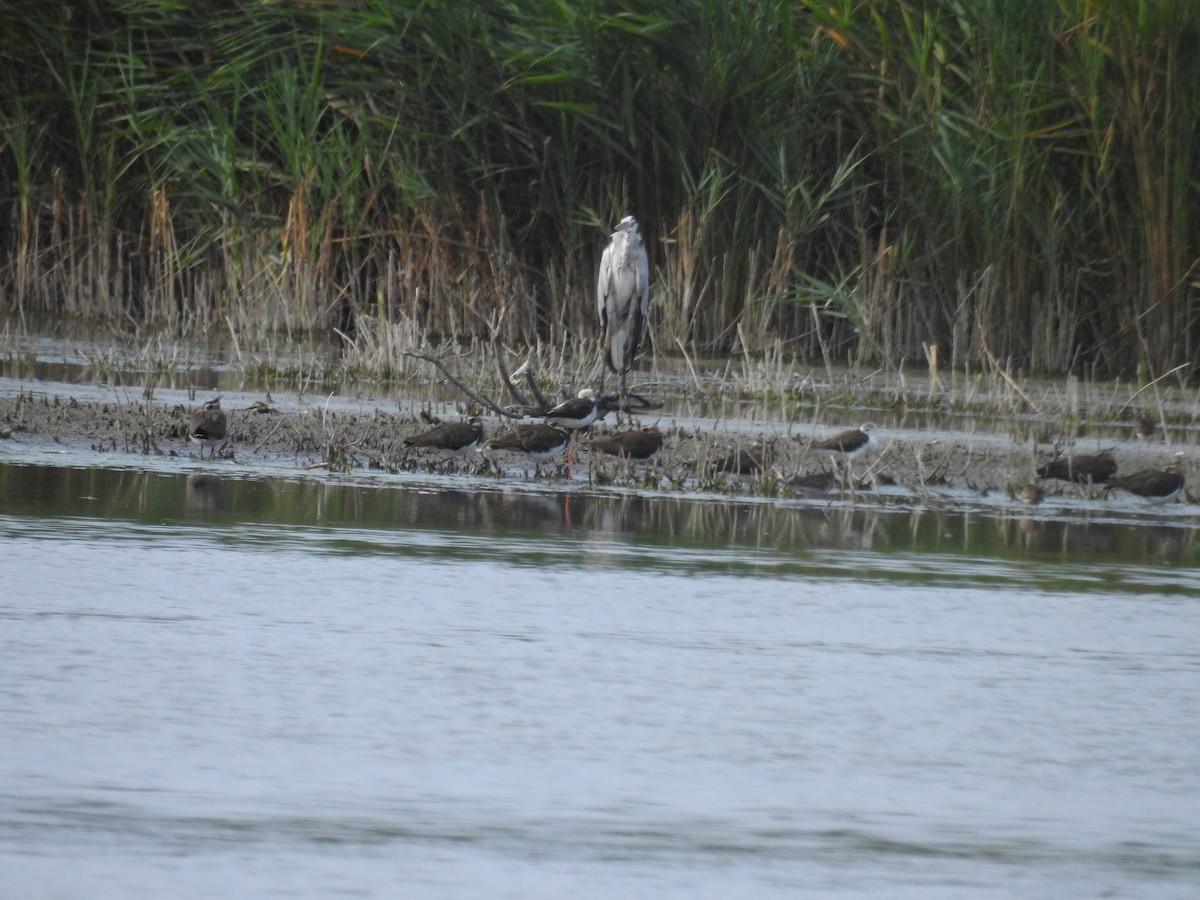 Northern Lapwing - ML476068181