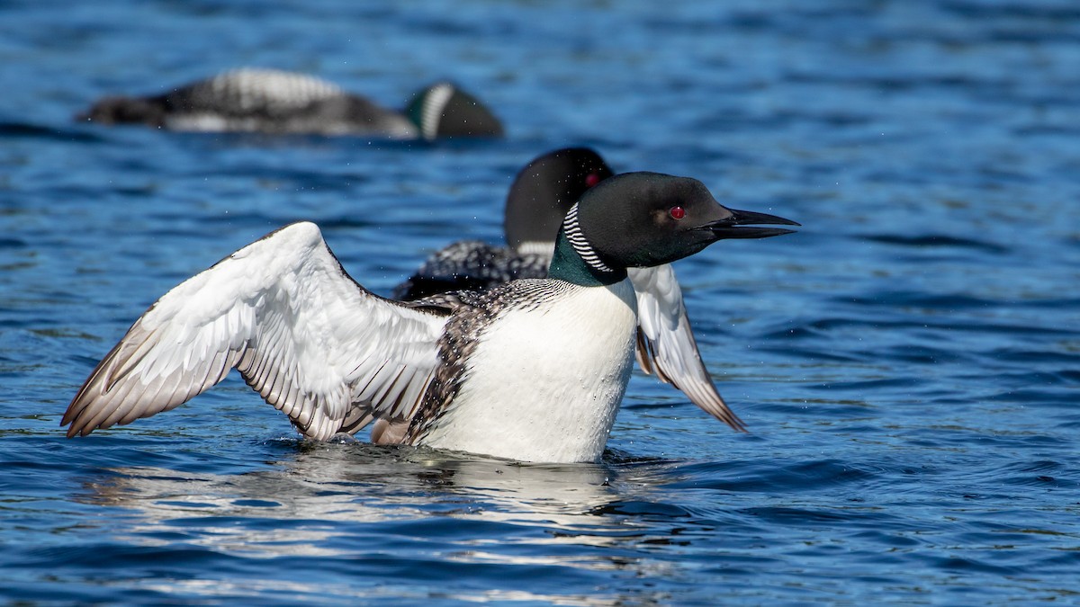 Common Loon - ML476068361