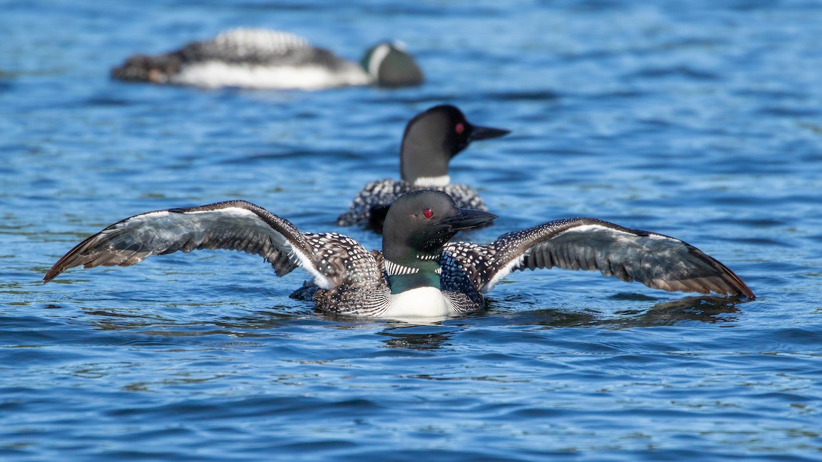 Common Loon - ML476068401