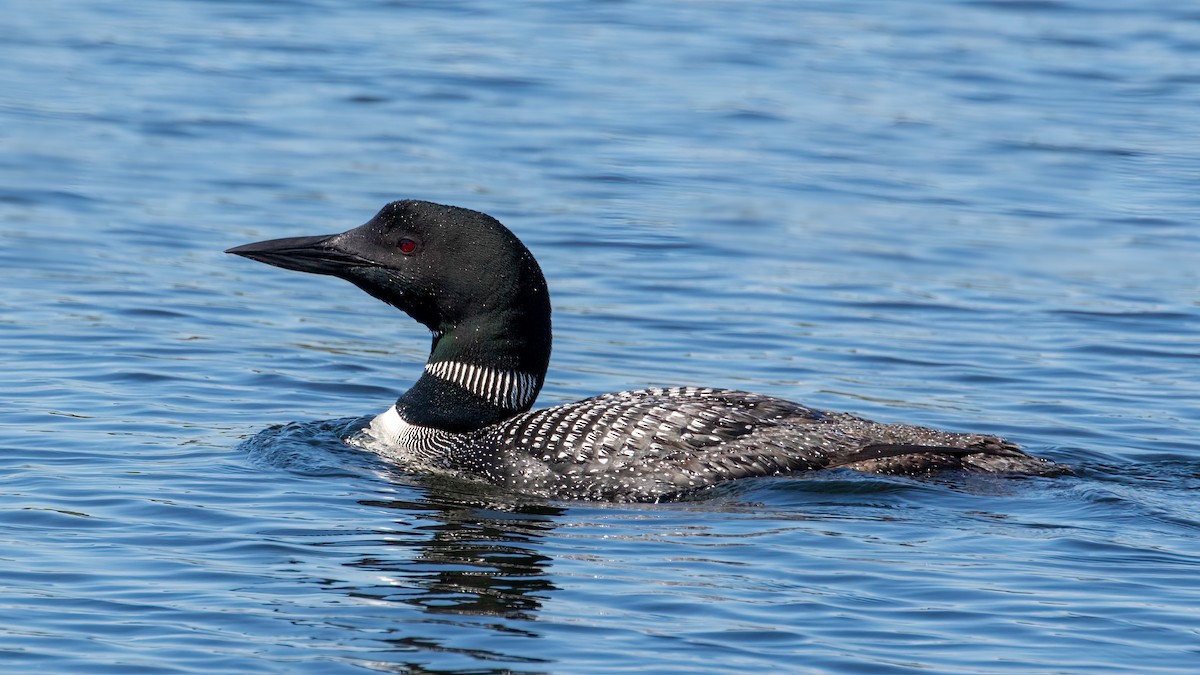 Common Loon - ML476068431