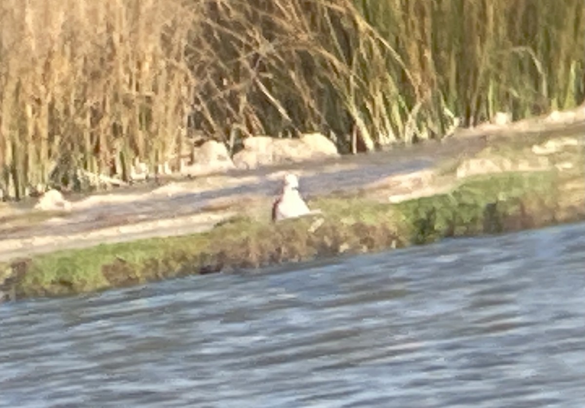 Andean Avocet - ML476068581