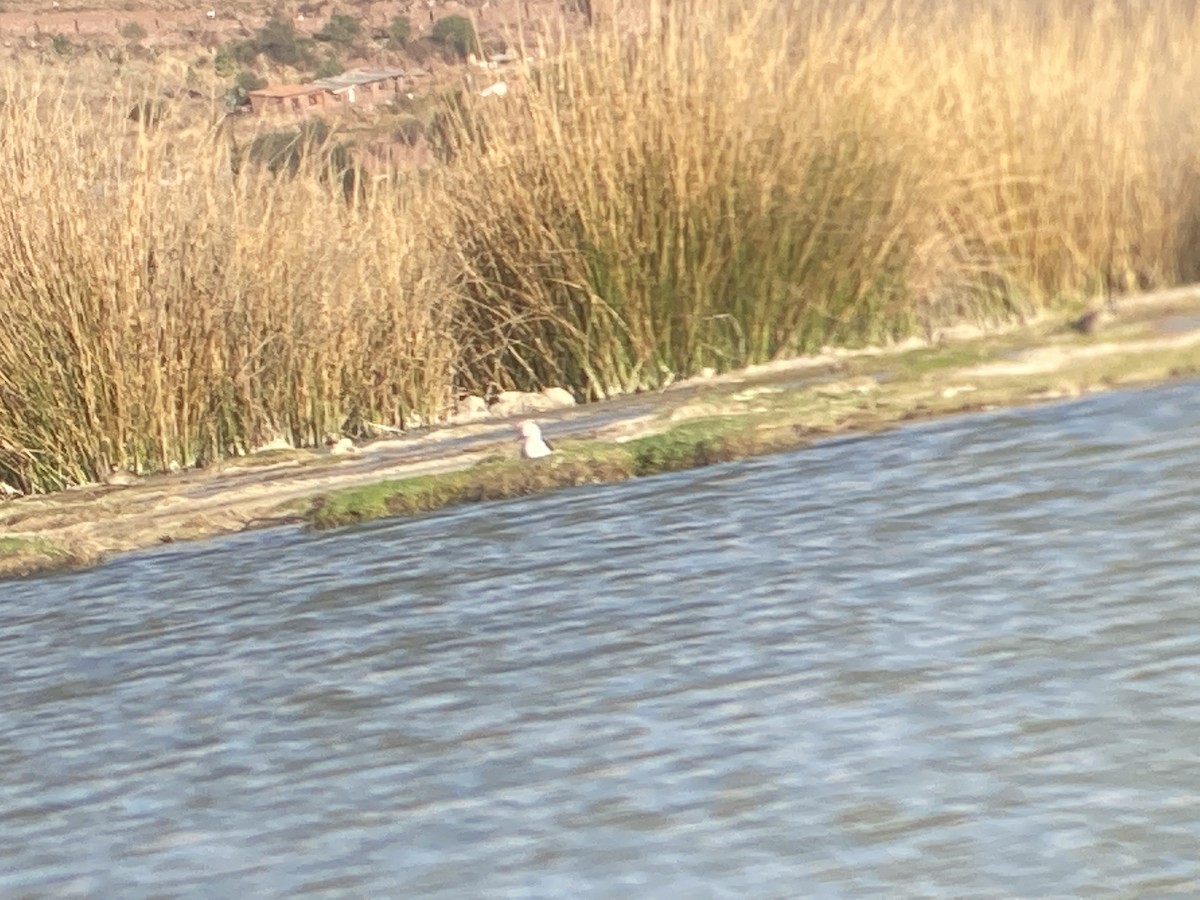 Andean Avocet - ML476068621