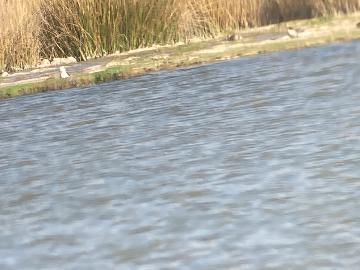 Andean Avocet - ML476068641