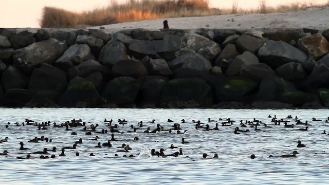 Black Scoter - ML476069