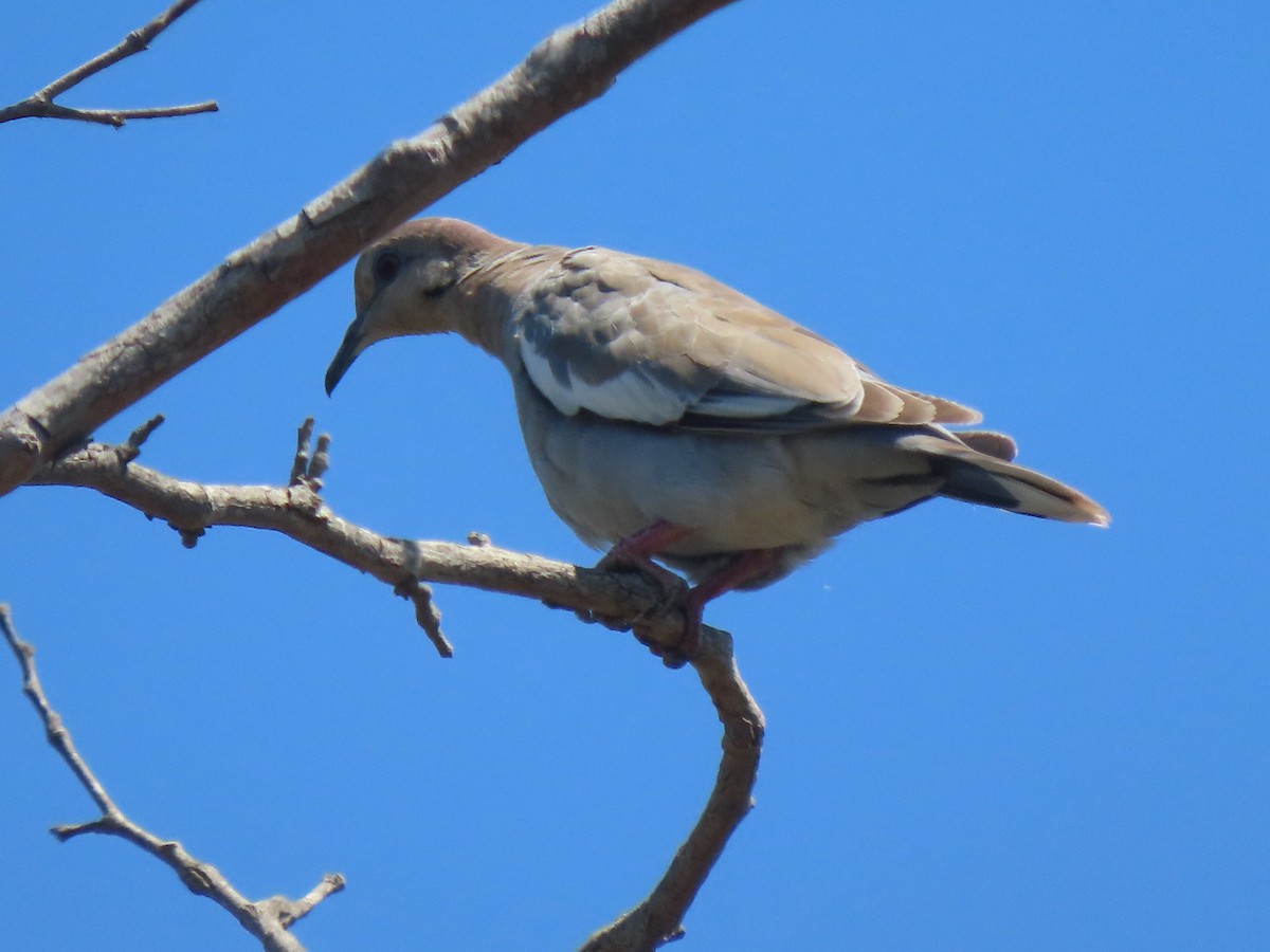 White-winged Dove - ML476070691