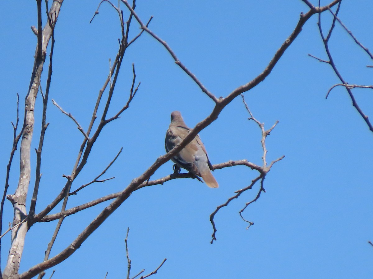 White-winged Dove - Edana Salisbury