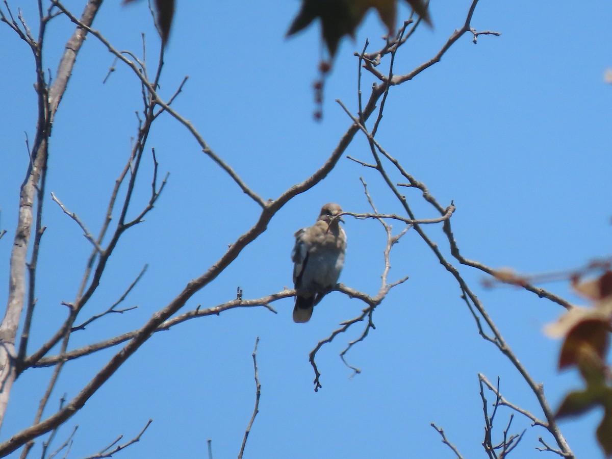 White-winged Dove - Edana Salisbury