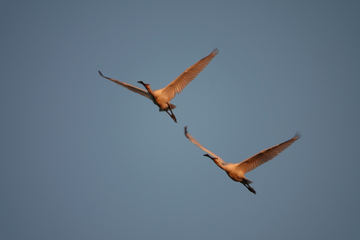 Eurasian Spoonbill - ML476071631