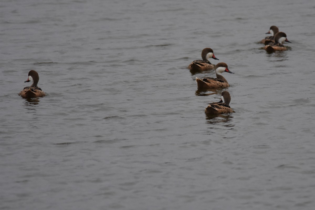 White-cheeked Pintail - ML476072321