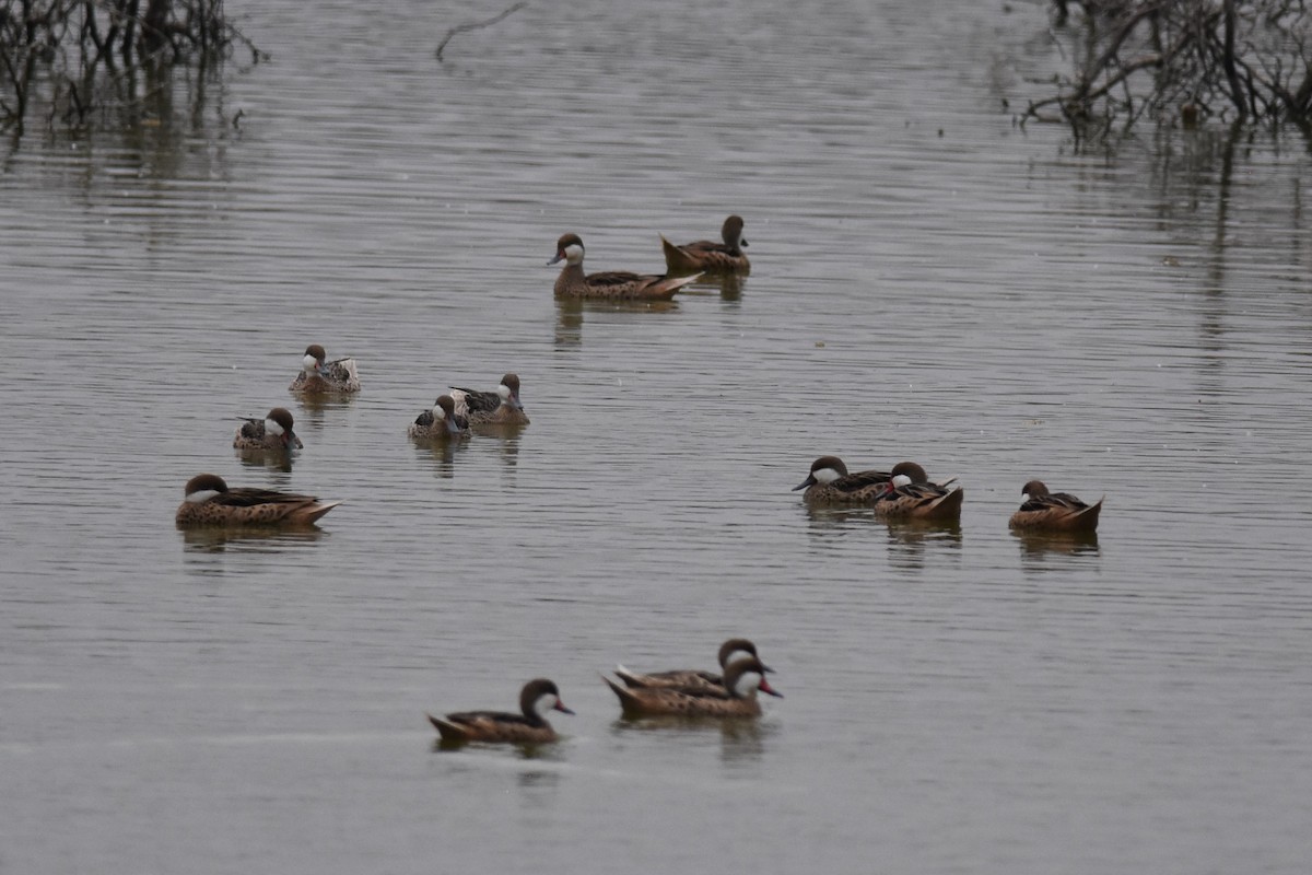 White-cheeked Pintail - ML476073181