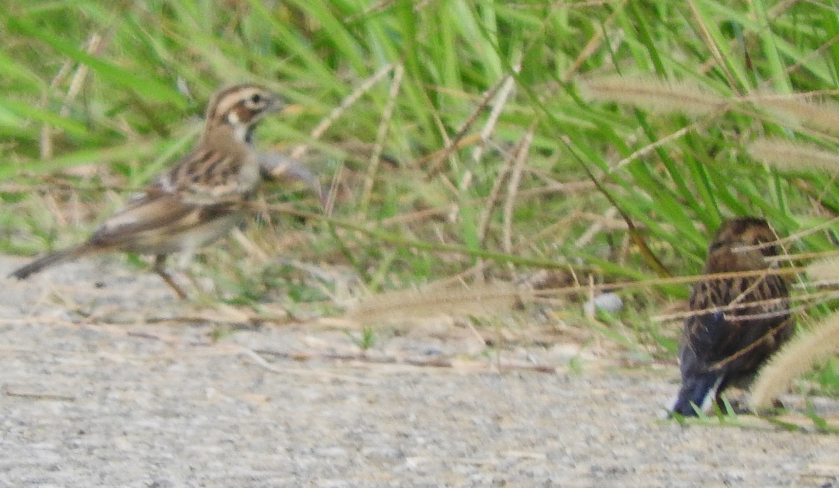 Lark Sparrow - ML476073271