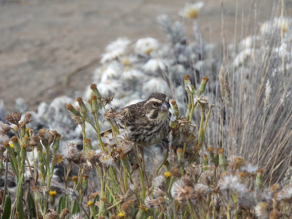 Streaky Seedeater - ML476074331