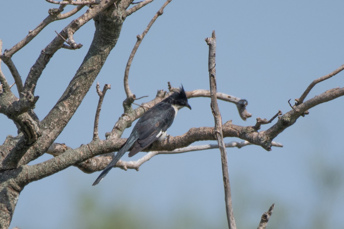 Pied Cuckoo - ML476074381