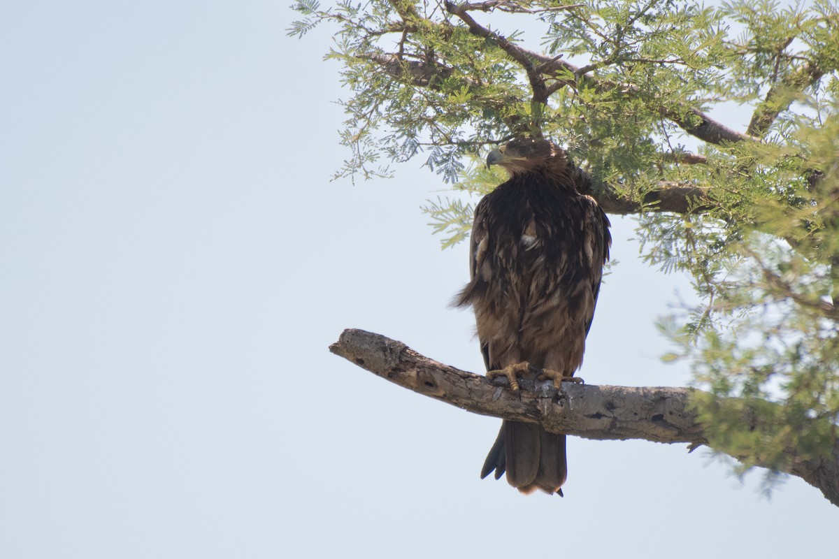 Tawny Eagle - ML476074701