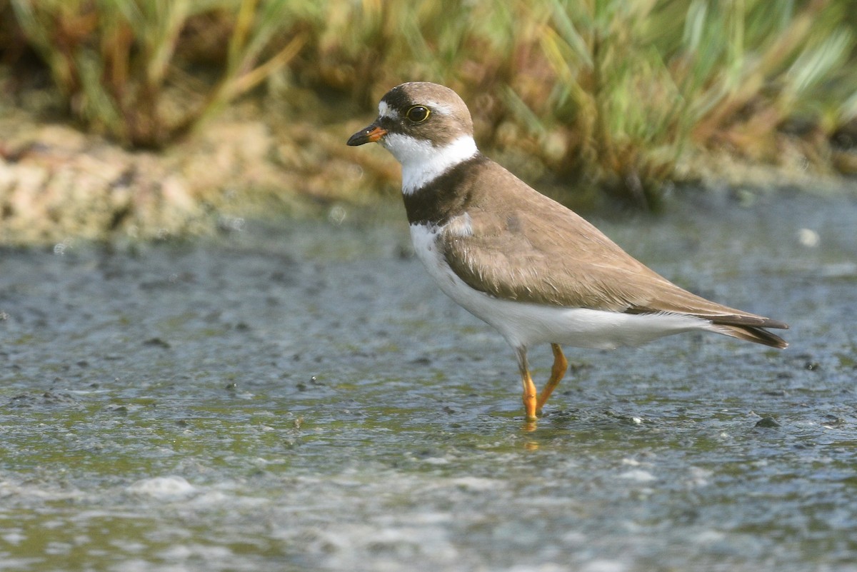 Semipalmated Plover - ML476075371